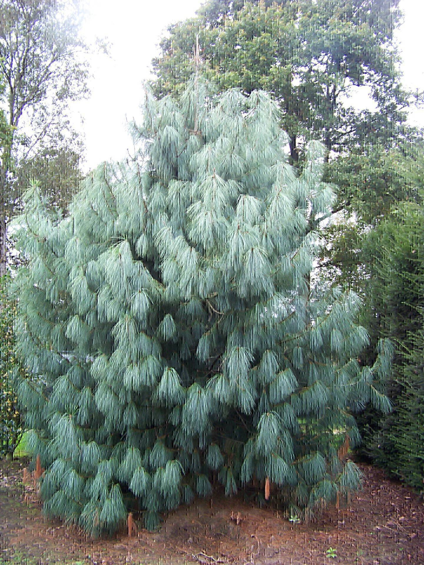 Pinus wallichiana_02